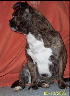 Lucy the Bostinese sitting on the floor looking to the right with one ear down