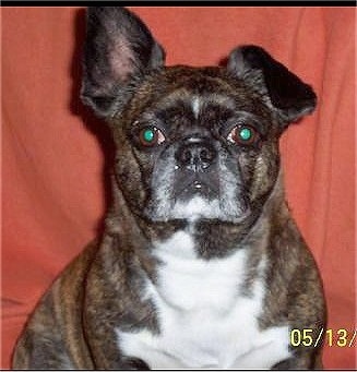 Close Up - Lucy the Bostinese sitting in front of a red blanket for a picture with one ear up and one ear down