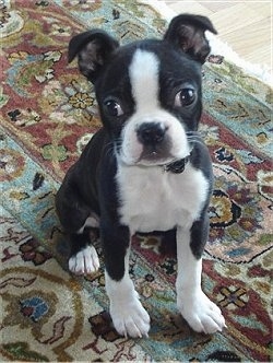boston terrier puppy icon