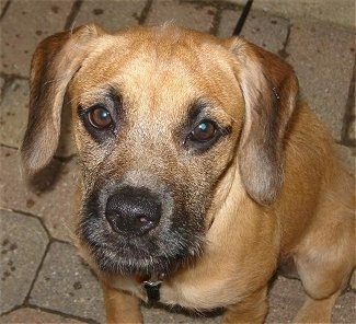 Close Up head shot - Shiloh Boots the Boxerdoodle puppy sitting outside on a brick walkway