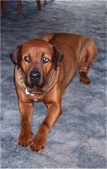 Bear the Boxweiler laying on a blue carpet and looking to the left with this eyes