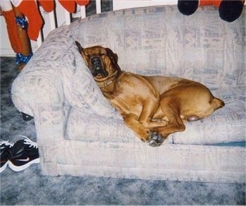 Bear the Boxweiler sleeping against the pillow on a couch