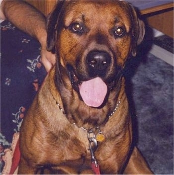 Close Up - Bear the Boxweiler sitting on a carpet a person is holding its collar. Bear is sitting with its mouth open and tongue out