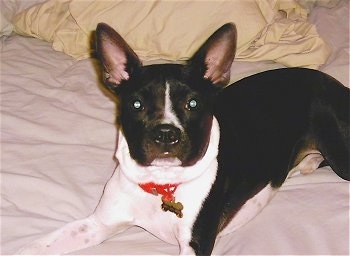 Close Up - Bambam the Brat wearing a red collar and laying on a human's bed and looking at the camera holder