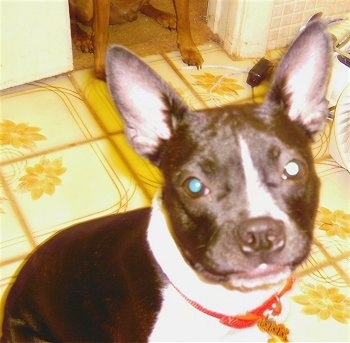 Close Up - Bambam the Brat sitting on a tiled floor in a kitchen