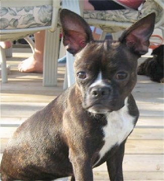 Close Up - Roxy the Bugg sitting on a wooden deck with porch furniture in the background