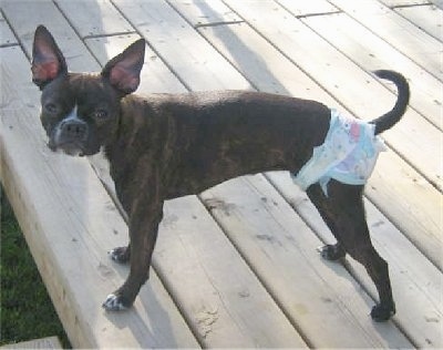 Roxy the Buggs standing on a wooden deck in a doggie diaper