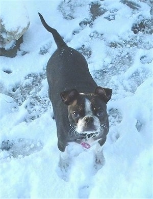 Barnaby the Buggs outside in the snow and looking up at the camera holder