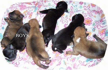 2 day old litter of Buggs puppies. The word 'BOYS' is overlayed