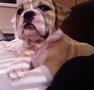 Close up view from down low looking up at the dog - A wise looking, tan with white English Bulldog/Olde Tyme Bulldog mix puppy is laying on top of a human's bed.