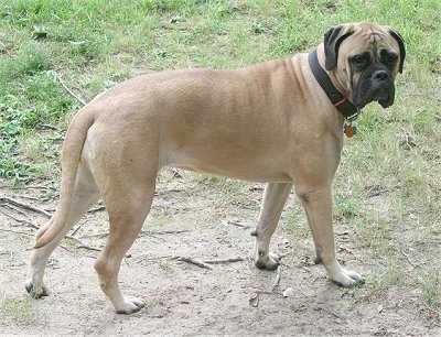 Shirley the Bullmastiff standing in dirt and looking towards the camera holder