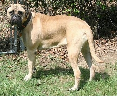 Shirley the Bullmastiff standing outside in front of a chain link gate and fence which is covered in vines and leaves