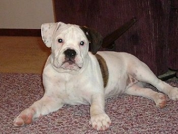 Aspen the Bullmatian Puppy laying on a rug in front of a recliner chair