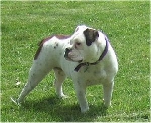 Aspen the Bullmatian standing outside in grass and looking to the left