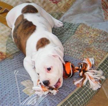 Roxy the Bulloxer puppy laying on a blanket biting a rope toy