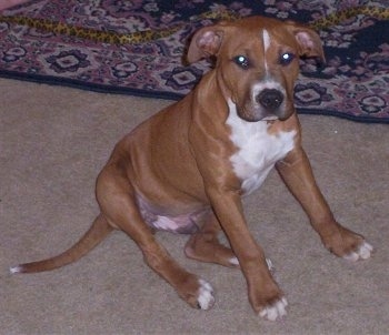 topdown view of the front right side of a red with white Bullboxer Pit puppy that is sitting next to a rug and it is looking forward.