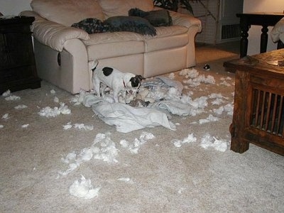 Moxi the Chihuahua Terrier mix is standing on a pile of ripped items and is ripping open the stuffed animal in her mouth.