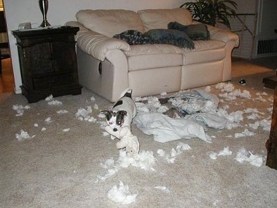 Moxi the Chihuahua Terrier mix is walking around with a stuffed animal in her mouth. Behind it is a ripped pillow and cotton all over the living room area