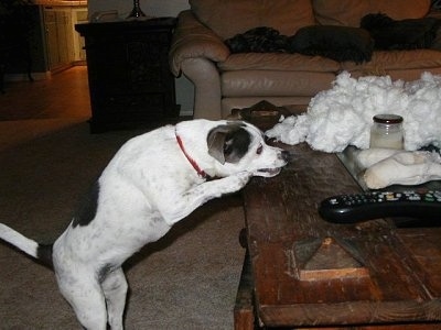 Moxie the Chihuahua Terrier jumped up at a wooden coffee table to get the shell of the stuffed animal