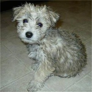 Reece the Chonzer puppy is sitting on a tiled floor and looking at the camera holder