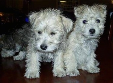 Two white Chonzer puppies, Reece and Maddox, are sitting next to each other with another gray Chonzer puppy behind them