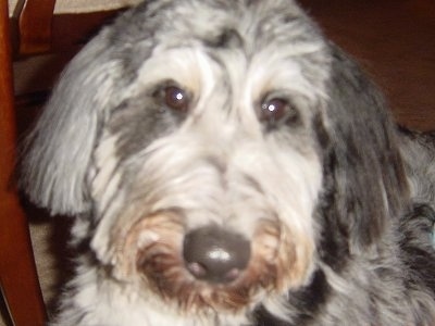 Close Up head shot - Oscar the Cadoodle sitting in front of a chair