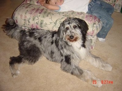 Oscar the Cadoodle laying in front of an flowered ottoman that a boy is laying on