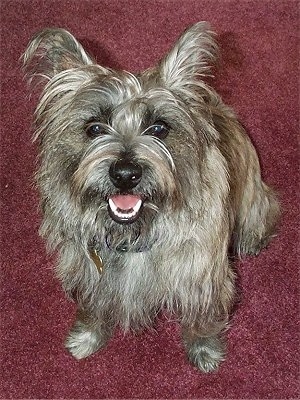 Cairland Terrier puppy is sitting on a maroon carpet and looking up with its mouth open