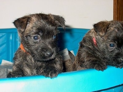 6 month old female Cairland Terrier (Cairn Terrier / Westie hybrid) puppy.