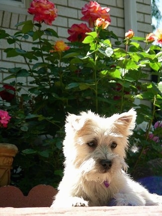 Mia the Cairmal Puppy is laying on a sidewalk with a lot of tall flowers behind her