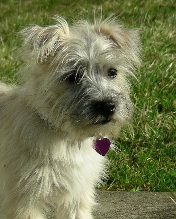 Mia the Cairmal puppy is standing on a concrete sidewalk and looking to the right with a heart-shaped tag hanging off of her collar