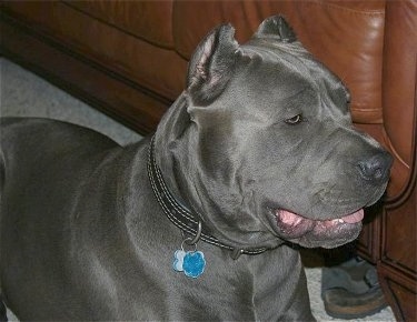 cane corso rescue