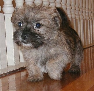 Cairn+terrier+shih+tzu+mix+puppies