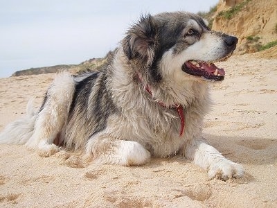 carpathian shepherd is breed dog with huge size and mas