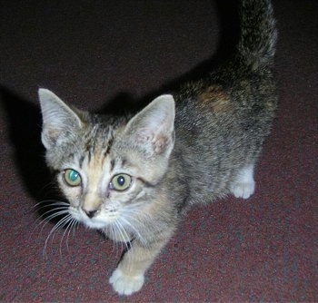 Jasmine the kitten is standing on a carpet and looking up