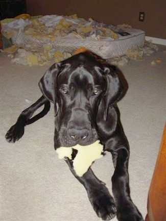 Foose the Great Dane is laying on a carpeted floor with a piece of foam in its mouth and a destroyed ripped up mattress behind him