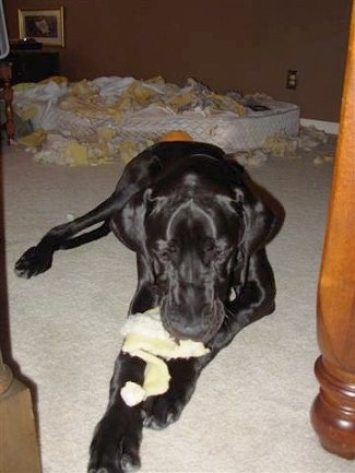 Foose the Great Dane is laying in front of a ripped up mattress next to a bed frame with a piece of foam from the destroyed mattress in his mouth