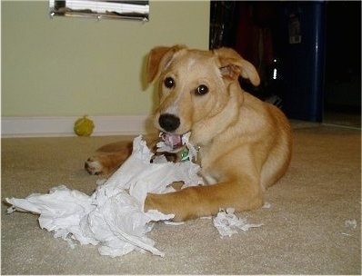 Dublin the Golden Sheltie is laying on a carpeted floor with lots of toilet paper in front of him. Dublin has toilet paper in his mouth and is looking directly into the camera