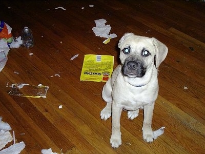 Orson the Puggle is sitting on a hardwood floor and looking at the camera holder surrounded by garbage