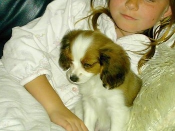 Close Up - 10 week old Cava-lon puppy is sitting on a couch in front of a girl