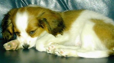 Close Up - 10 week old Cava-lon puppy is laying on a black leather couch