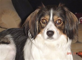 Close Up - Buoy the Cav-A-Mo laying on a couch and looking at the camera holder