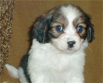 Close up - A cute, little, short-coated, white with black and tan Cav-A-Mo puppy is sitting on a carpet and it is looking forward.