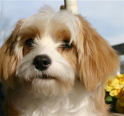 Close Up - Sammy the Cavachon is sitting in front of yellow flowers