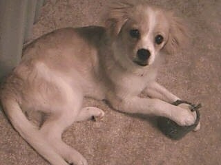 Cosmo the Cav-A-Mo puppy laying on a carpet with a toy between his paws