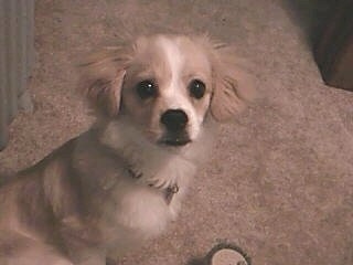 Close Up - Cosmo the Cav-A-Mo puppy sitting on a carpet and looking at the camera holder with a dog toy in front of him