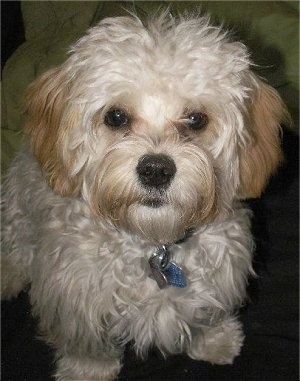 Close Up - Desie the Cavanese sitting on a carpet with a blanket in the background