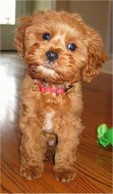 Charlie the Cavapoo is sitting on a hardwood floor and its head is tilted to the right. There is a green toy next to it