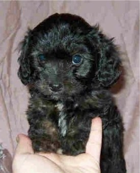 Black Cavapoo