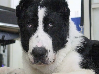 Close Up - Gulliver the black and white Central Asian Ovtcharka puppy is laying on the ground and looking towards the camera holder